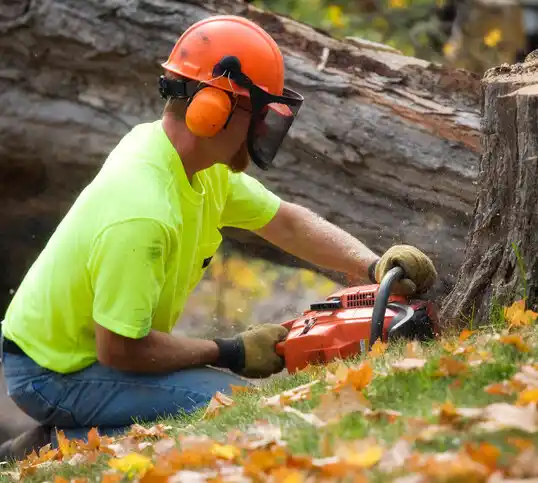 tree services Silver Hill